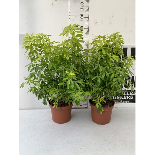 2 - TWO LARGE CHOSIYA TERNATA 'BRICA' IN 5 LTR POTS. APPROX 90CM IN HEIGHT TO BE SOLD FOR THE TWO