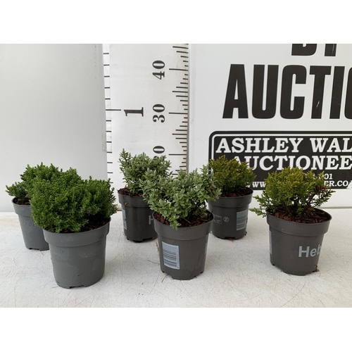 25 - SIX VARIETIES OF HEBES IN 9CM POTS. APPROX 20-30CM IN HEIGHT TO BE SOLD FOR THE SIX