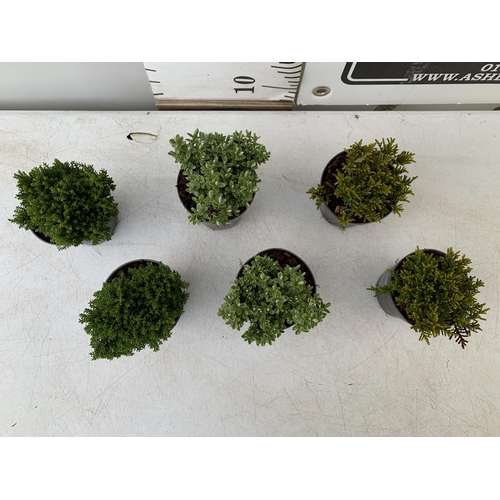 25 - SIX VARIETIES OF HEBES IN 9CM POTS. APPROX 20-30CM IN HEIGHT TO BE SOLD FOR THE SIX