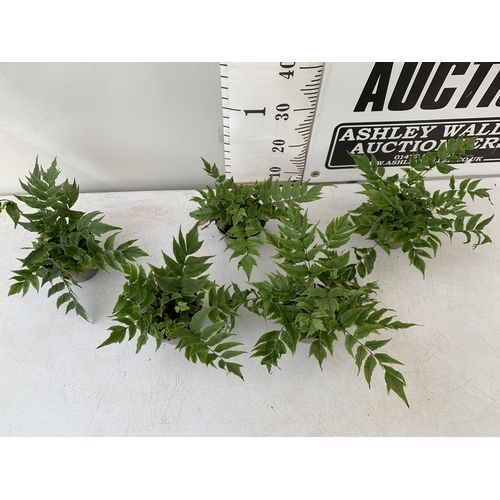 26 - FIVE CYRTOMIUM FERNS IN 10CM POTS. APPROX 20-30CM IN HEIGHT. TO BE SOLD FOR THE FIVE