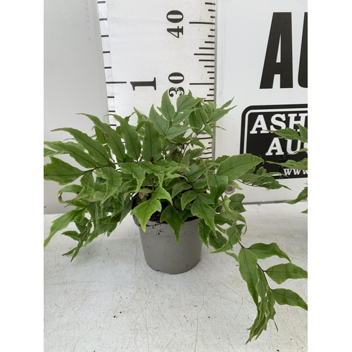 26 - FIVE CYRTOMIUM FERNS IN 10CM POTS. APPROX 20-30CM IN HEIGHT. TO BE SOLD FOR THE FIVE