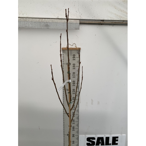 27 - ONE MOUNTAIN ASH SORBUS 'JOSEPH ROCK' APPROX 2.5 METRES. IN A 12 LTR POT, THIS IS AN UPRIGHT TREE WI... 