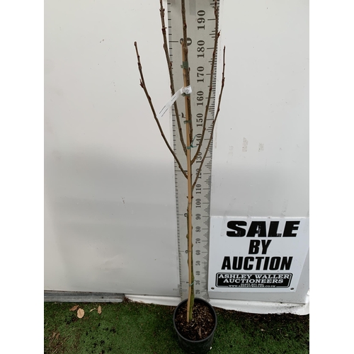 27 - ONE MOUNTAIN ASH SORBUS 'JOSEPH ROCK' APPROX 2.5 METRES. IN A 12 LTR POT, THIS IS AN UPRIGHT TREE WI... 