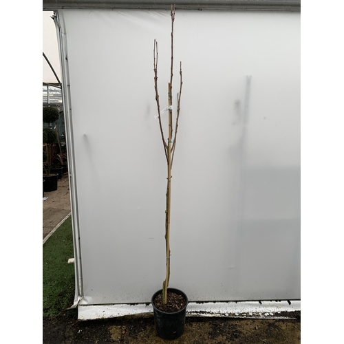 27 - ONE MOUNTAIN ASH SORBUS 'JOSEPH ROCK' APPROX 2.5 METRES. IN A 12 LTR POT, THIS IS AN UPRIGHT TREE WI... 