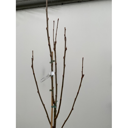 27 - ONE MOUNTAIN ASH SORBUS 'JOSEPH ROCK' APPROX 2.5 METRES. IN A 12 LTR POT, THIS IS AN UPRIGHT TREE WI... 