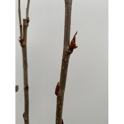 27 - ONE MOUNTAIN ASH SORBUS 'JOSEPH ROCK' APPROX 2.5 METRES. IN A 12 LTR POT, THIS IS AN UPRIGHT TREE WI... 