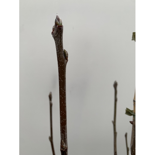 28 - ONE WHITEBEAM TREE SORBUS ARIA LUTESCENS . HAS WHITE FLOWERS AND RED BERRIES WITH GREY GREEN LEAVES ... 