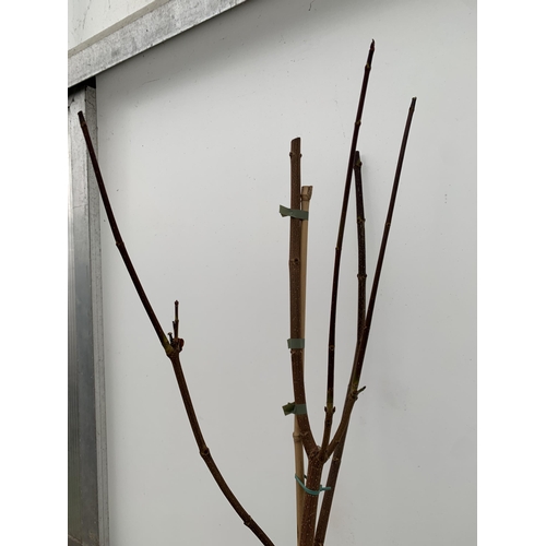 29 - ONE ACER PLATANOIDES 'CRIMSON KING' PURPLE MAPLE TREE APPROX 200CM IN HEIGHT IN A 12 LITRE POT. LIME... 