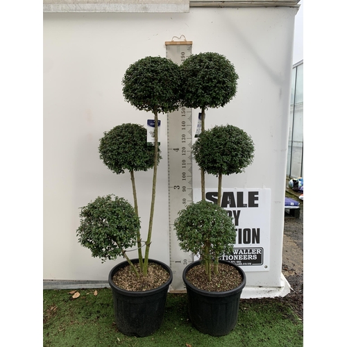 3 - A PAIR OF LARGE LIGUSTRUM JONANDRUM TRIOBA POM POM TREES APPROX 190CM TALL IN A 35 LITRE POT. TO BE ... 