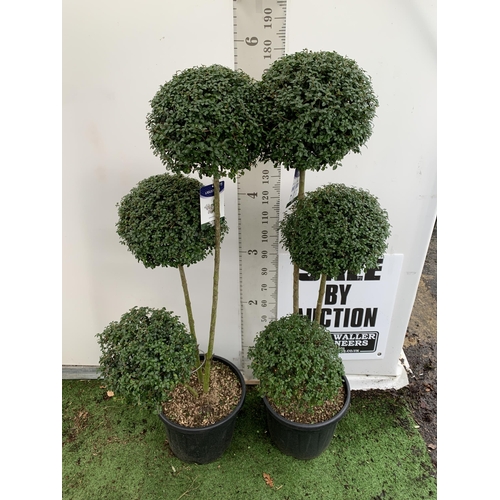 3 - A PAIR OF LARGE LIGUSTRUM JONANDRUM TRIOBA POM POM TREES APPROX 190CM TALL IN A 35 LITRE POT. TO BE ... 