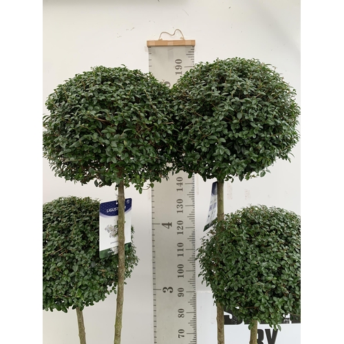 3 - A PAIR OF LARGE LIGUSTRUM JONANDRUM TRIOBA POM POM TREES APPROX 190CM TALL IN A 35 LITRE POT. TO BE ... 