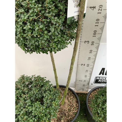 3 - A PAIR OF LARGE LIGUSTRUM JONANDRUM TRIOBA POM POM TREES APPROX 190CM TALL IN A 35 LITRE POT. TO BE ... 