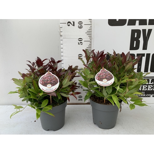 30 - TWO LEUCOTHOE 'SCARLETTA ZEBLID' IN 2 LTR POTS. GREAT COLOUR SHRUBS APPROX 40CM IN HEIGHT. TO BE SOL... 