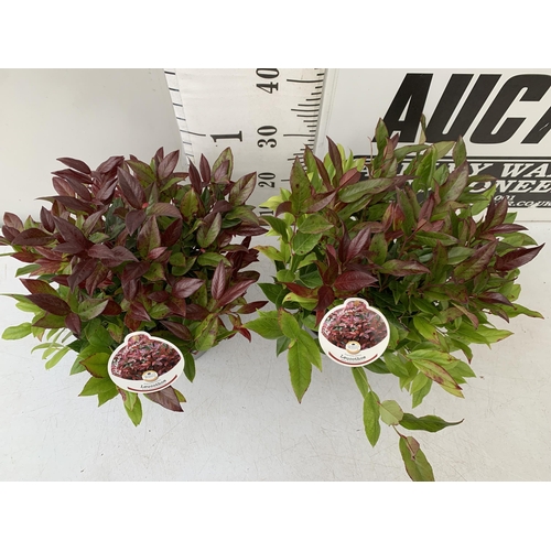 30 - TWO LEUCOTHOE 'SCARLETTA ZEBLID' IN 2 LTR POTS. GREAT COLOUR SHRUBS APPROX 40CM IN HEIGHT. TO BE SOL... 