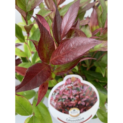 30 - TWO LEUCOTHOE 'SCARLETTA ZEBLID' IN 2 LTR POTS. GREAT COLOUR SHRUBS APPROX 40CM IN HEIGHT. TO BE SOL... 