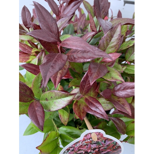 30 - TWO LEUCOTHOE 'SCARLETTA ZEBLID' IN 2 LTR POTS. GREAT COLOUR SHRUBS APPROX 40CM IN HEIGHT. TO BE SOL... 