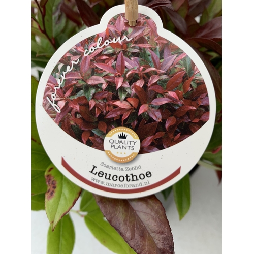 30 - TWO LEUCOTHOE 'SCARLETTA ZEBLID' IN 2 LTR POTS. GREAT COLOUR SHRUBS APPROX 40CM IN HEIGHT. TO BE SOL... 