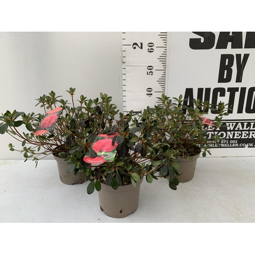 31 - THREE AZALEA JAPONICA SHRUBS IN RED AND GEISHA ORANGE IN 2 LTR POTS. APPROX 40CM IN HEIGHT TO BE SOL... 