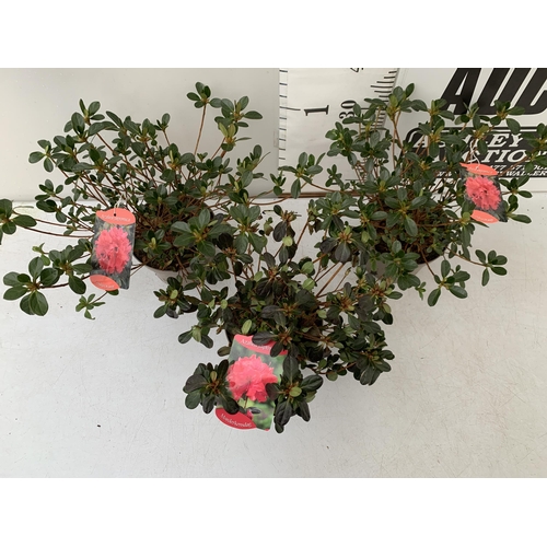 31 - THREE AZALEA JAPONICA SHRUBS IN RED AND GEISHA ORANGE IN 2 LTR POTS. APPROX 40CM IN HEIGHT TO BE SOL... 