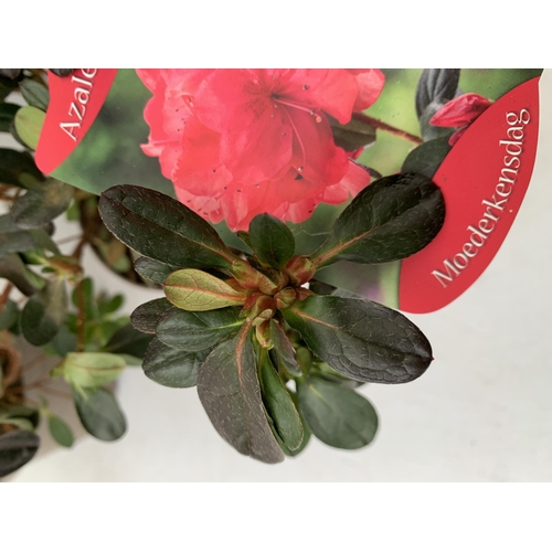 31 - THREE AZALEA JAPONICA SHRUBS IN RED AND GEISHA ORANGE IN 2 LTR POTS. APPROX 40CM IN HEIGHT TO BE SOL... 