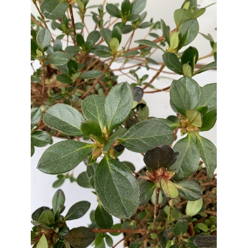 31 - THREE AZALEA JAPONICA SHRUBS IN RED AND GEISHA ORANGE IN 2 LTR POTS. APPROX 40CM IN HEIGHT TO BE SOL... 