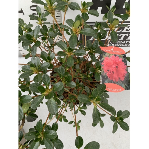 31 - THREE AZALEA JAPONICA SHRUBS IN RED AND GEISHA ORANGE IN 2 LTR POTS. APPROX 40CM IN HEIGHT TO BE SOL... 