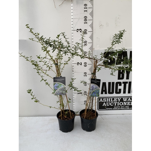 32 - TWO CEANOTHUS PLANTS ON A FRAME 'SPRING PARTY' AND 'CONCHA' IN 2 LTR POTS. APPROX 90CM IN HEIGHT TO ... 