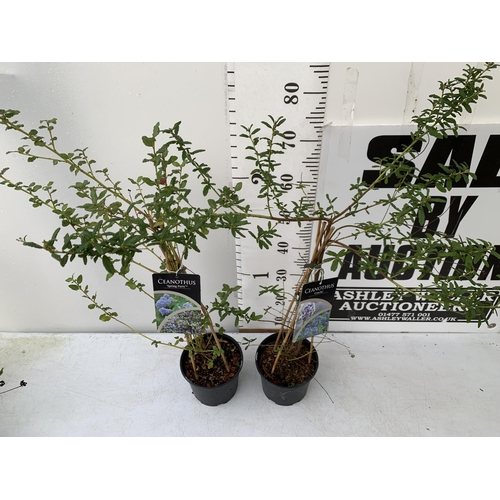 32 - TWO CEANOTHUS PLANTS ON A FRAME 'SPRING PARTY' AND 'CONCHA' IN 2 LTR POTS. APPROX 90CM IN HEIGHT TO ... 