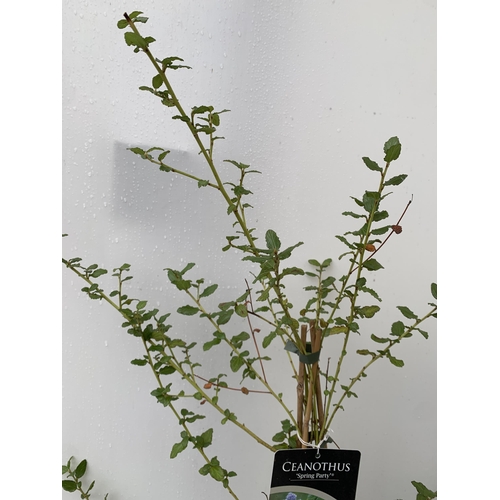 32 - TWO CEANOTHUS PLANTS ON A FRAME 'SPRING PARTY' AND 'CONCHA' IN 2 LTR POTS. APPROX 90CM IN HEIGHT TO ... 