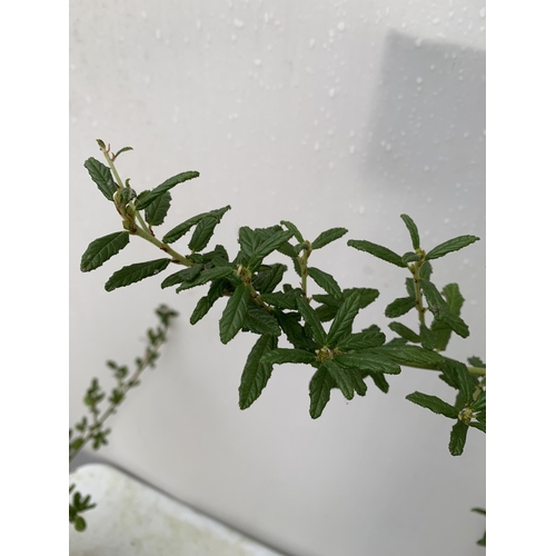 32 - TWO CEANOTHUS PLANTS ON A FRAME 'SPRING PARTY' AND 'CONCHA' IN 2 LTR POTS. APPROX 90CM IN HEIGHT TO ... 