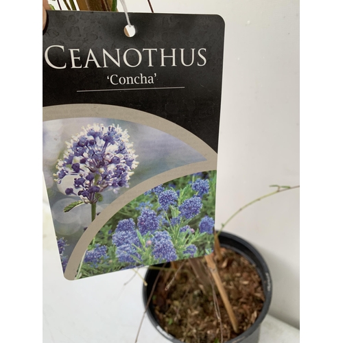 32 - TWO CEANOTHUS PLANTS ON A FRAME 'SPRING PARTY' AND 'CONCHA' IN 2 LTR POTS. APPROX 90CM IN HEIGHT TO ... 