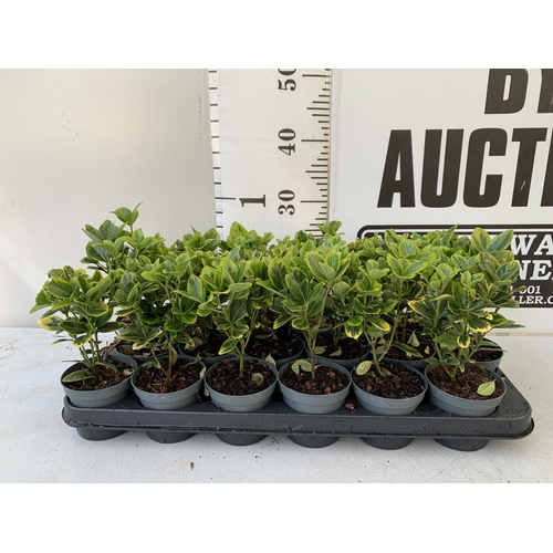 33 - EIGHTEEN EUONYMUS JAPONICA 'MARIEKE' IN 8CM POTS. APPROX 20-30CM IN HEIGHT ON A TRAY. TO BE SOLD FOR... 