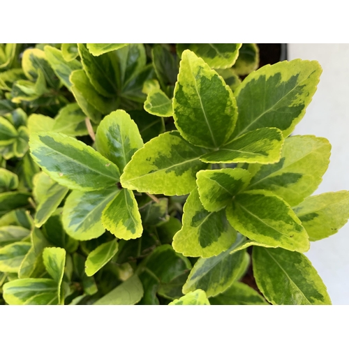 33 - EIGHTEEN EUONYMUS JAPONICA 'MARIEKE' IN 8CM POTS. APPROX 20-30CM IN HEIGHT ON A TRAY. TO BE SOLD FOR... 