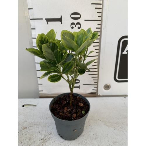 33 - EIGHTEEN EUONYMUS JAPONICA 'MARIEKE' IN 8CM POTS. APPROX 20-30CM IN HEIGHT ON A TRAY. TO BE SOLD FOR... 