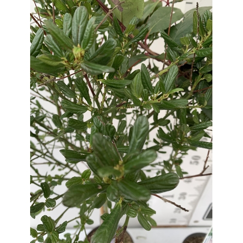 34 - TWO STANDARD TREES - ONE CEANOTHUS IMPRESSUS 'VICTORIA' AND ONE PHOTINIA FRASERI 'RED ROBIN'. IN 3 L... 