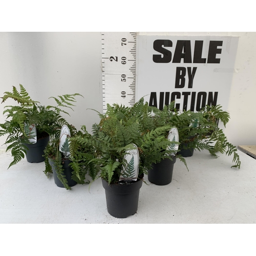 35 - SIX MIXED OUTDOOR FERNS - POLYSTICHUM AND DRYOPTERIS. IN 2 LTR POTS APPROX 40CM IN HEIGHT. TO BE SOL... 