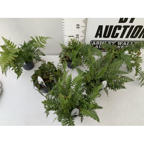 35 - SIX MIXED OUTDOOR FERNS - POLYSTICHUM AND DRYOPTERIS. IN 2 LTR POTS APPROX 40CM IN HEIGHT. TO BE SOL... 