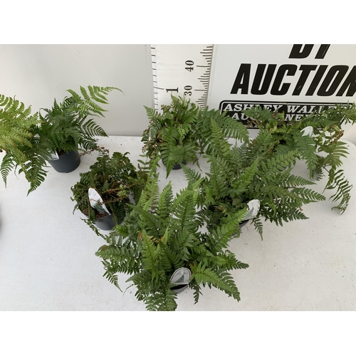 35 - SIX MIXED OUTDOOR FERNS - POLYSTICHUM AND DRYOPTERIS. IN 2 LTR POTS APPROX 40CM IN HEIGHT. TO BE SOL... 