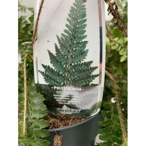 35 - SIX MIXED OUTDOOR FERNS - POLYSTICHUM AND DRYOPTERIS. IN 2 LTR POTS APPROX 40CM IN HEIGHT. TO BE SOL... 