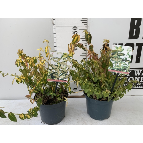 36 - TWO EUONYMOUS FORTUNA 'HARLEQUIN' AND 'INTERBOLWI BLONDY' IN 2 LTR POTS APPROX 50CM IN HEIGHT PLUS V... 