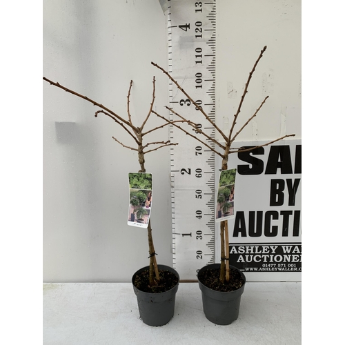 37 - TWO GINKGO BILOBA 'MARIKEN' IN 3 LTR POTS APPROX 110CM IN HEIGHT PLUS VAT TO BE SOLD FOR THE TWO