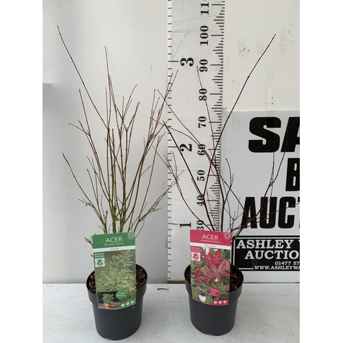 38 - TWO ACER PALMATUMS 'BENI-MAKO' AND 'BUTTERFLY' IN 3 LTR POTS. APPROX 1 METRE IN HEIGHT TO BE SOLD FO... 