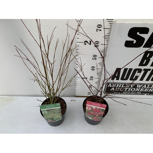 38 - TWO ACER PALMATUMS 'BENI-MAKO' AND 'BUTTERFLY' IN 3 LTR POTS. APPROX 1 METRE IN HEIGHT TO BE SOLD FO... 