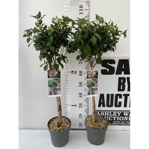 39 - TWO VIBURNUM TINUS STANDARD TREES IN BUD. IN 3 LTR POTS APPROX 110CM IN HEIGHT TO BE SOLD FOR THE TW... 