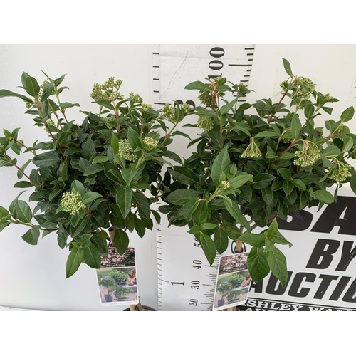 39 - TWO VIBURNUM TINUS STANDARD TREES IN BUD. IN 3 LTR POTS APPROX 110CM IN HEIGHT TO BE SOLD FOR THE TW... 