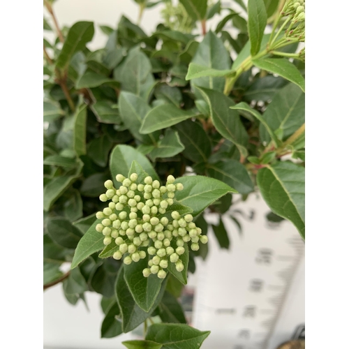 39 - TWO VIBURNUM TINUS STANDARD TREES IN BUD. IN 3 LTR POTS APPROX 110CM IN HEIGHT TO BE SOLD FOR THE TW... 