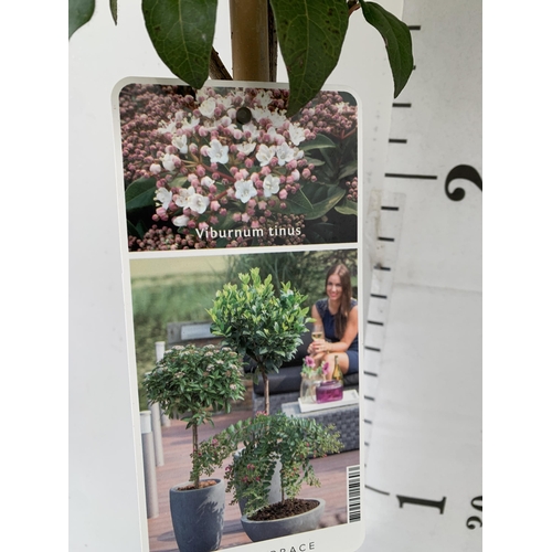 39 - TWO VIBURNUM TINUS STANDARD TREES IN BUD. IN 3 LTR POTS APPROX 110CM IN HEIGHT TO BE SOLD FOR THE TW... 