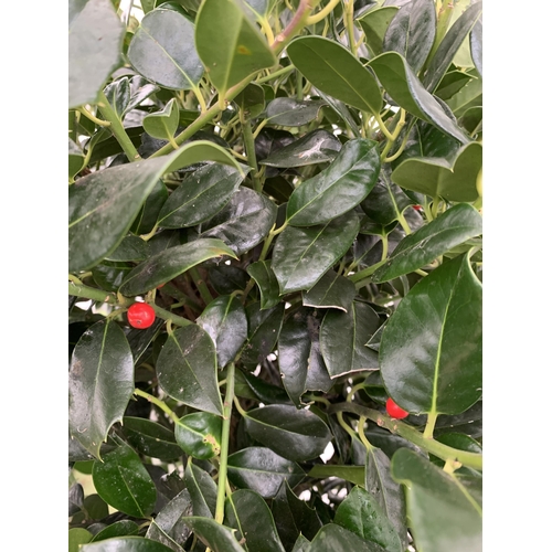 4 - A VERY LARGE STANDARD HOLLY ILEX AQUIFOLIUM TREE 'JC VAN TOL' EVERGREEN - SELF FERTILE WITH LUSTROUS... 