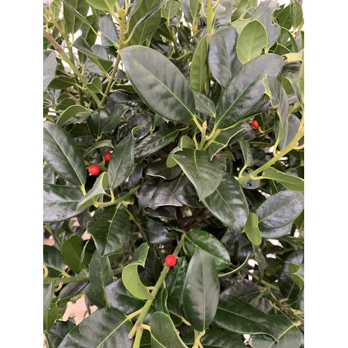 4 - A VERY LARGE STANDARD HOLLY ILEX AQUIFOLIUM TREE 'JC VAN TOL' EVERGREEN - SELF FERTILE WITH LUSTROUS... 