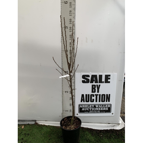 40 - ONE PEAR PYRUS FRUIT 'CONFERENCE' 170CM TALL IN A 12 LTR POT. PRODUCES SWEET JUICY FRUIT AND IS A GO... 